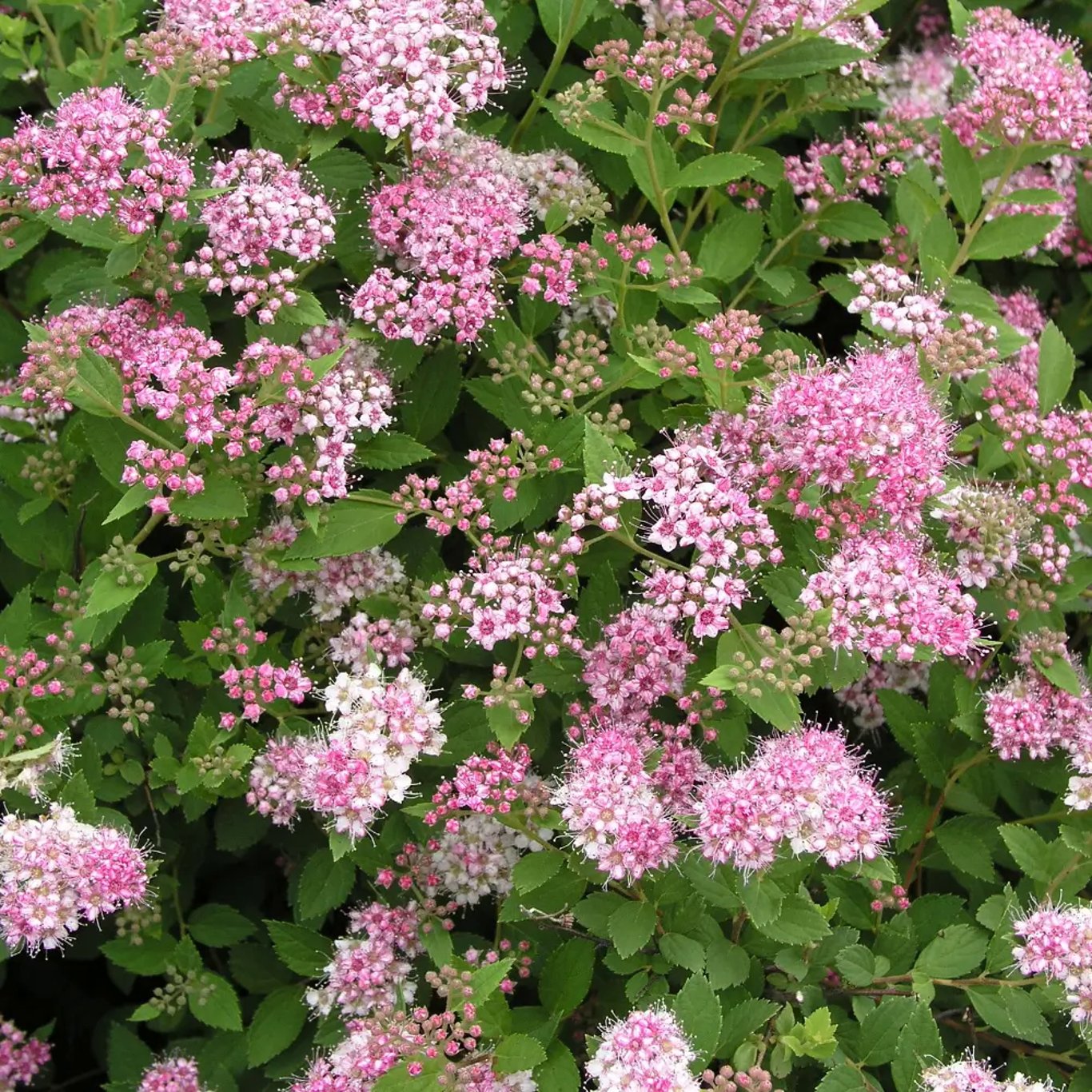 Spiraea jap. 'Little Princess' - 20-40 CM bare root 0/1/1